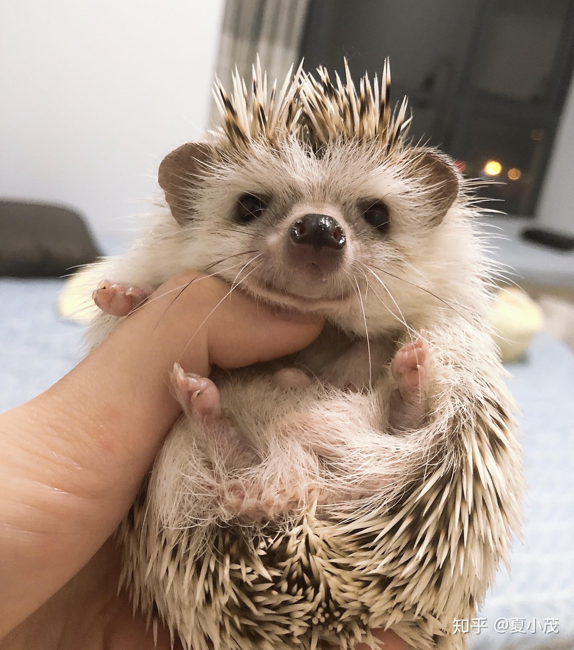 刺猬好养吗? - 知乎