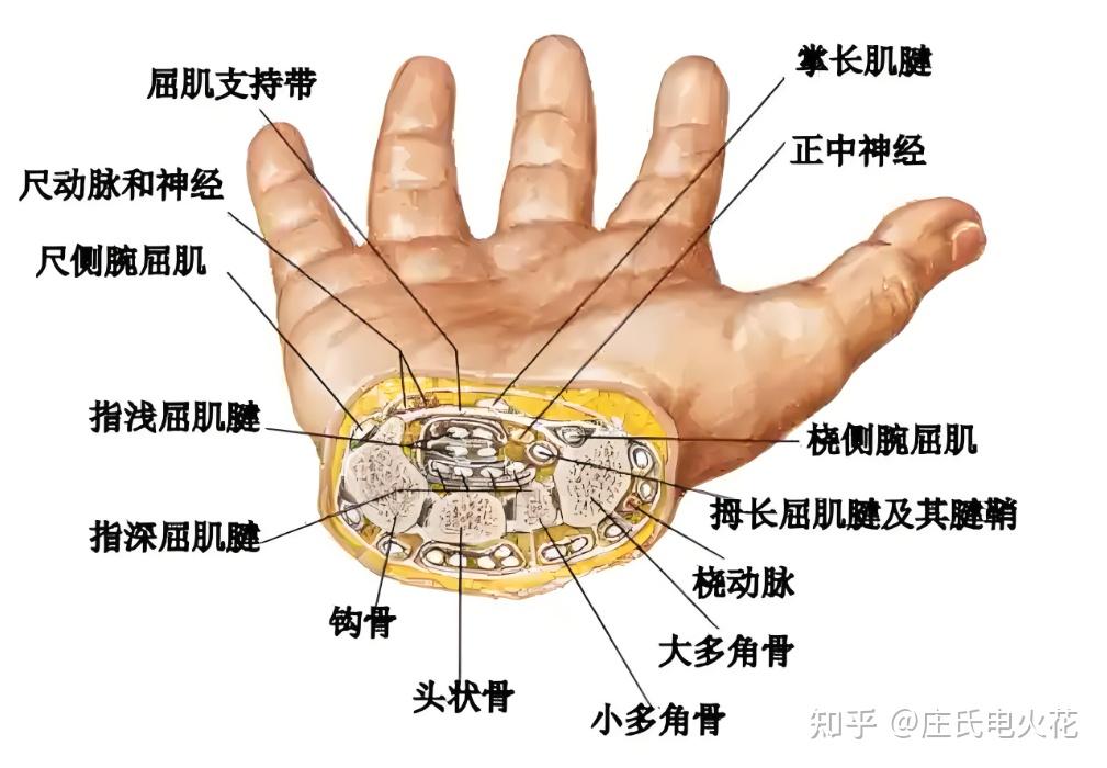 鼠标手自救指南:每天5分钟,告别手腕酸麻痛 - 知乎