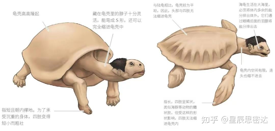 人兽？兽人？论变态，日本还是第一名！日本巨作，和动物交换身体 - 知乎