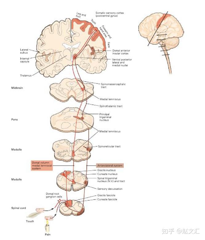 图 1 同时也展示了医生利用痛觉和触觉截然不同的传导通路,进行脊髓