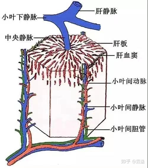 组胚学习笔记:消化腺 - 知乎