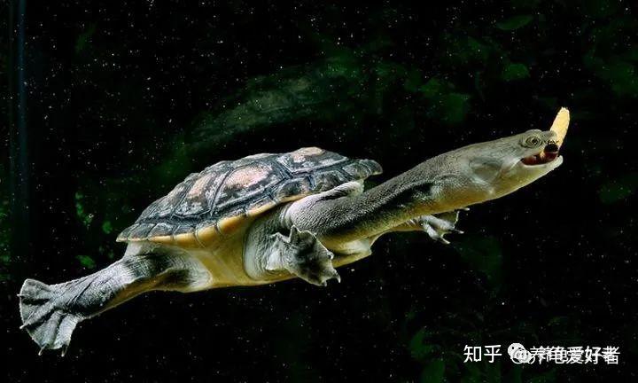 现在这么多龟友都已经选择龟鱼混养了? - 知乎
