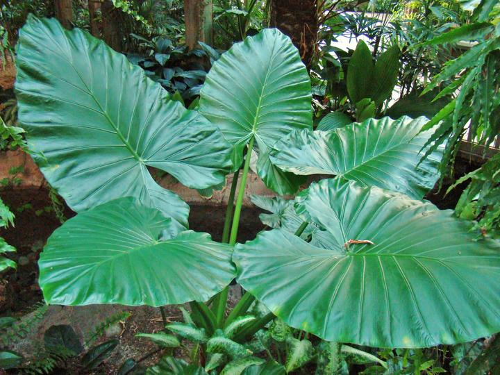 一图识别 海芋 知乎