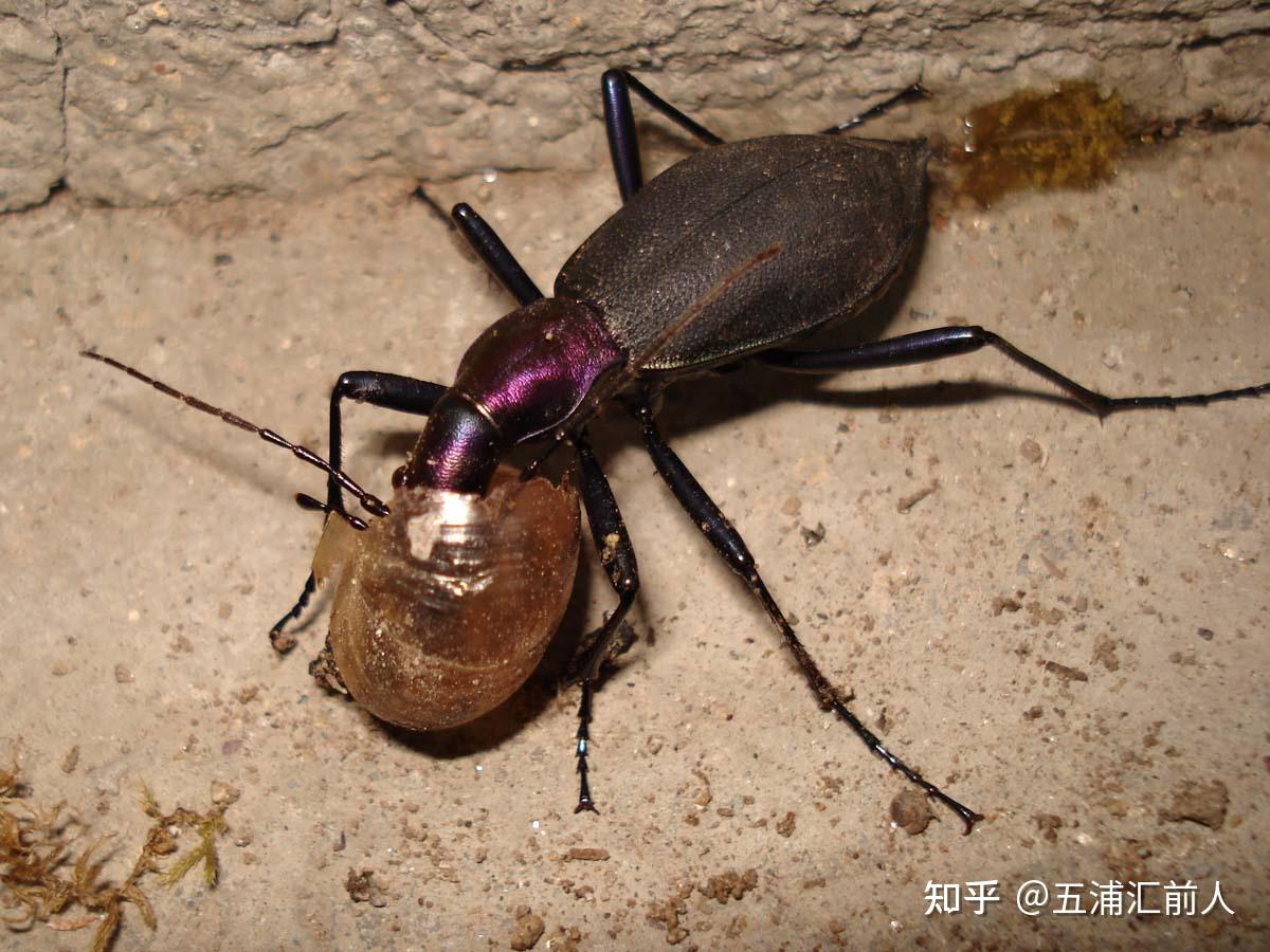 魔器探秘:《昆虫检查》——昆虫学入门资料