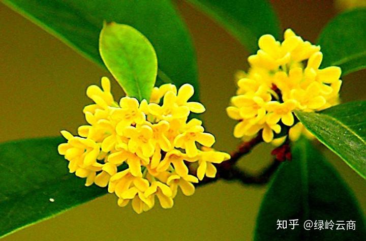 v2-7753c67fc30229b8052f80328c4a3a9c_r.jpg