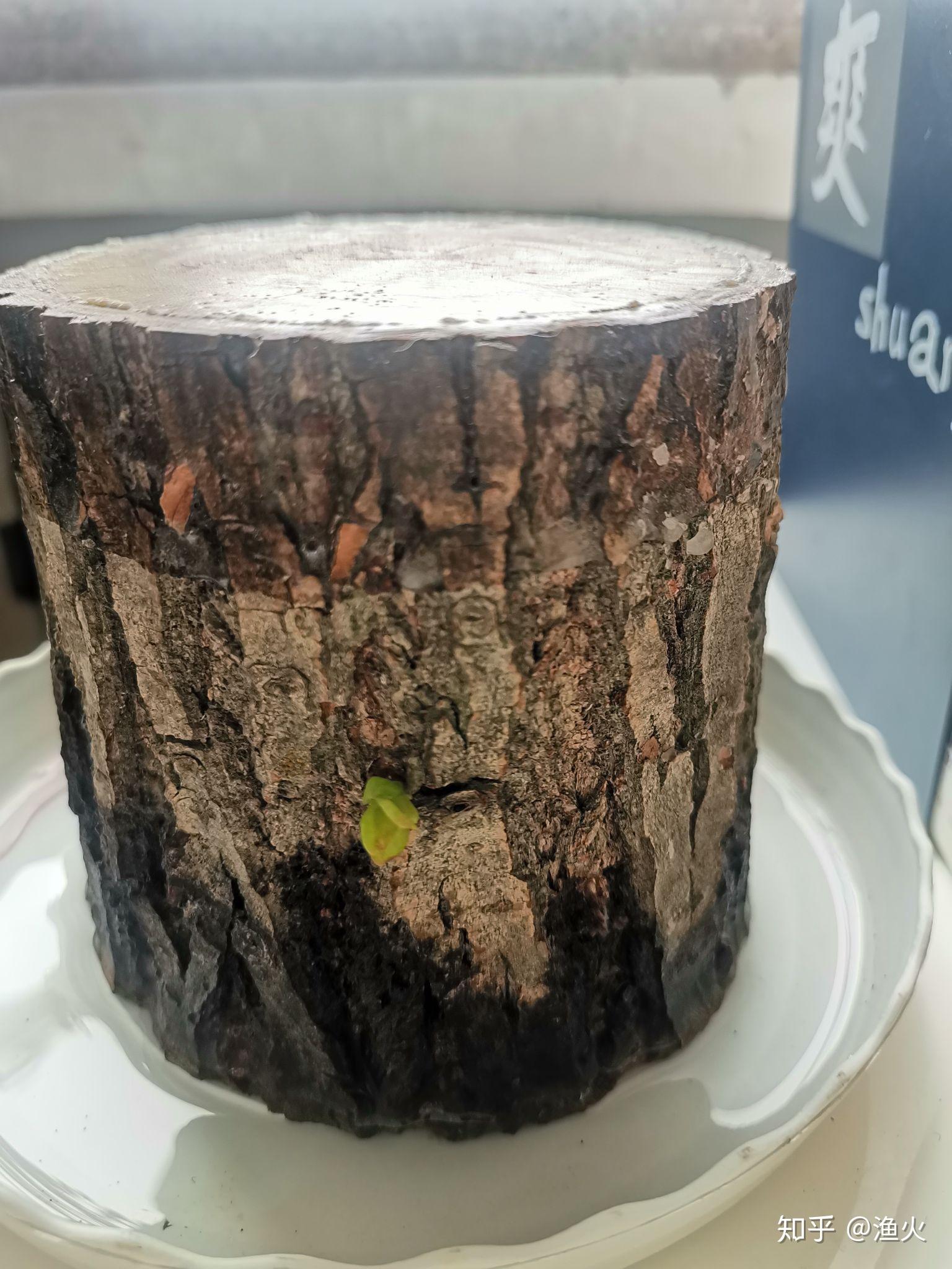2021考研党蹲一个幸运木伪巴西木实为小柳树墩子