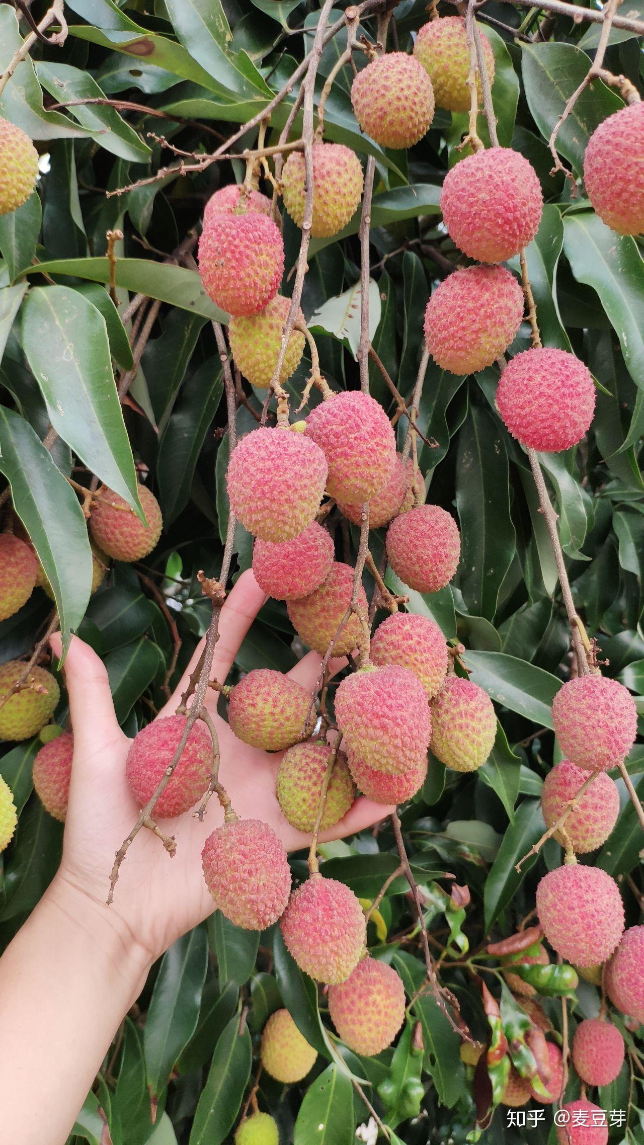 今天给大家介绍一个老品种荔枝,有三百多年的种植历史,叫大造荔,市场
