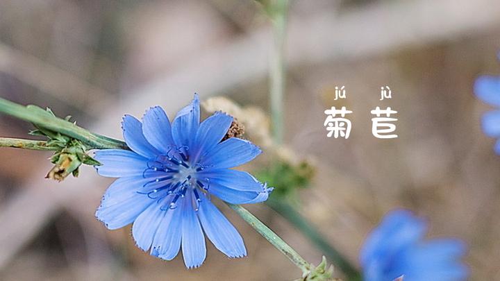 菊苣纯露带给你冰爽夏季 外用补水控油 晒后修复 口服清热解毒 知乎 菊苣纯露带给你冰爽夏季 外用补水控油 晒后修复 口服清热解毒 知乎