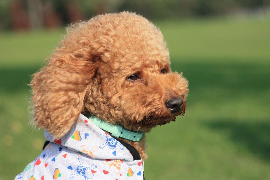 泰迪狗哭了代表什么