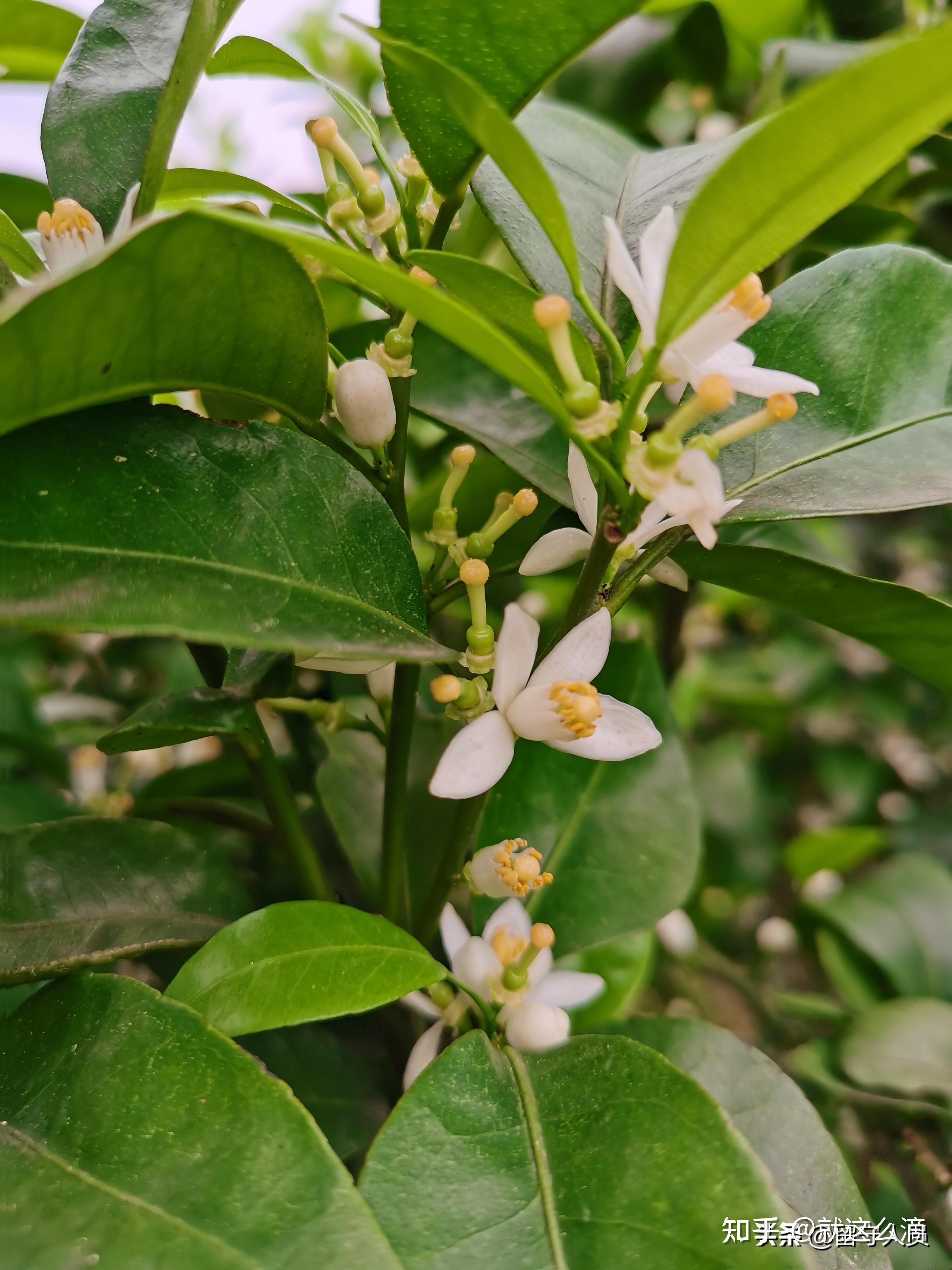 砂糖橘花期如何管理