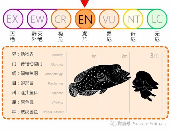 伟大的动物们】波纹唇鱼 第46期2019年10月16日- 知乎