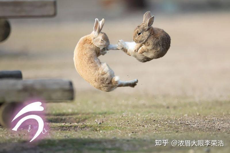 兔子最放松的姿势图片