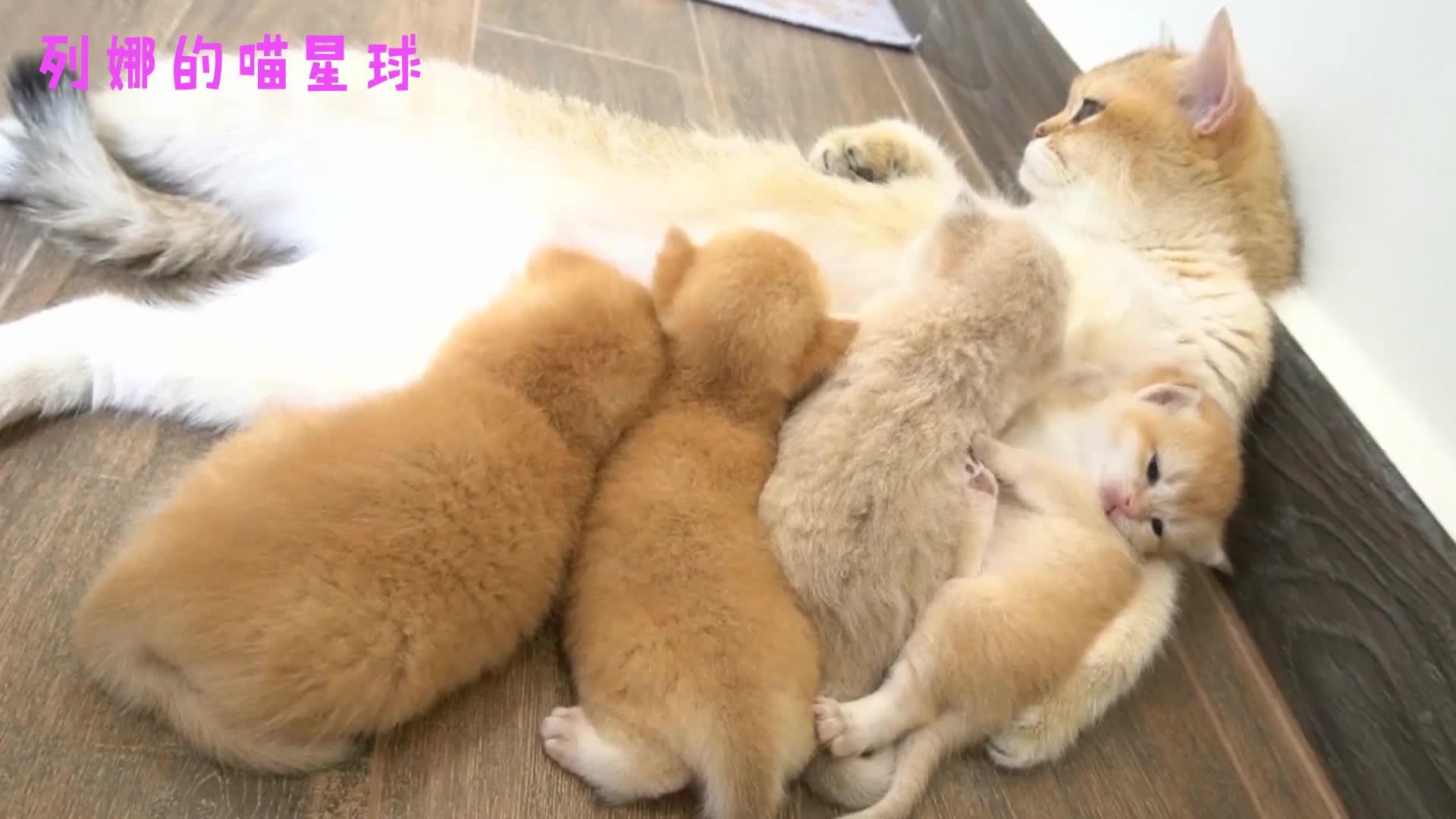 猫妈喂奶一脸生无可恋四仰八叉的样子太逗了