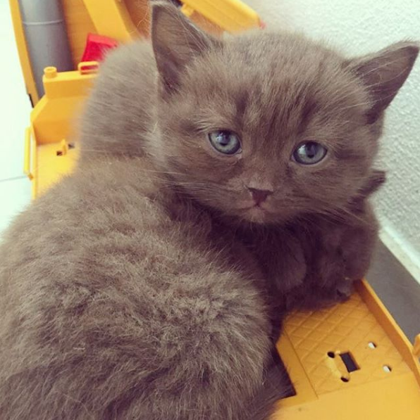 吸猫大会英国短毛猫yoda