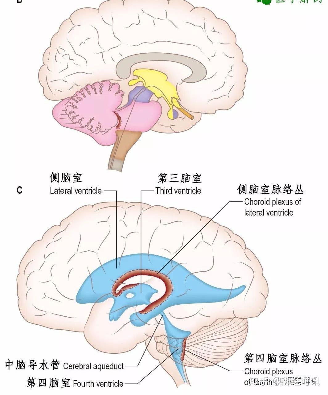 中枢神经系统 | 脑