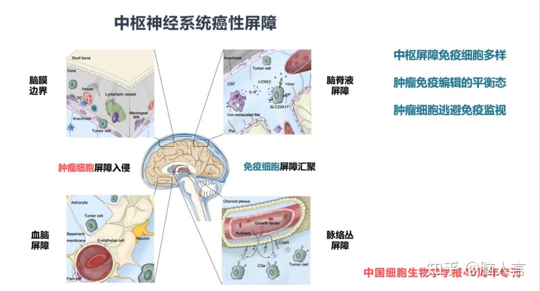 1,脑膜边界形成癌性屏障2,脑脊液屏障3,血脑屏障4,脉络丛屏障中枢和