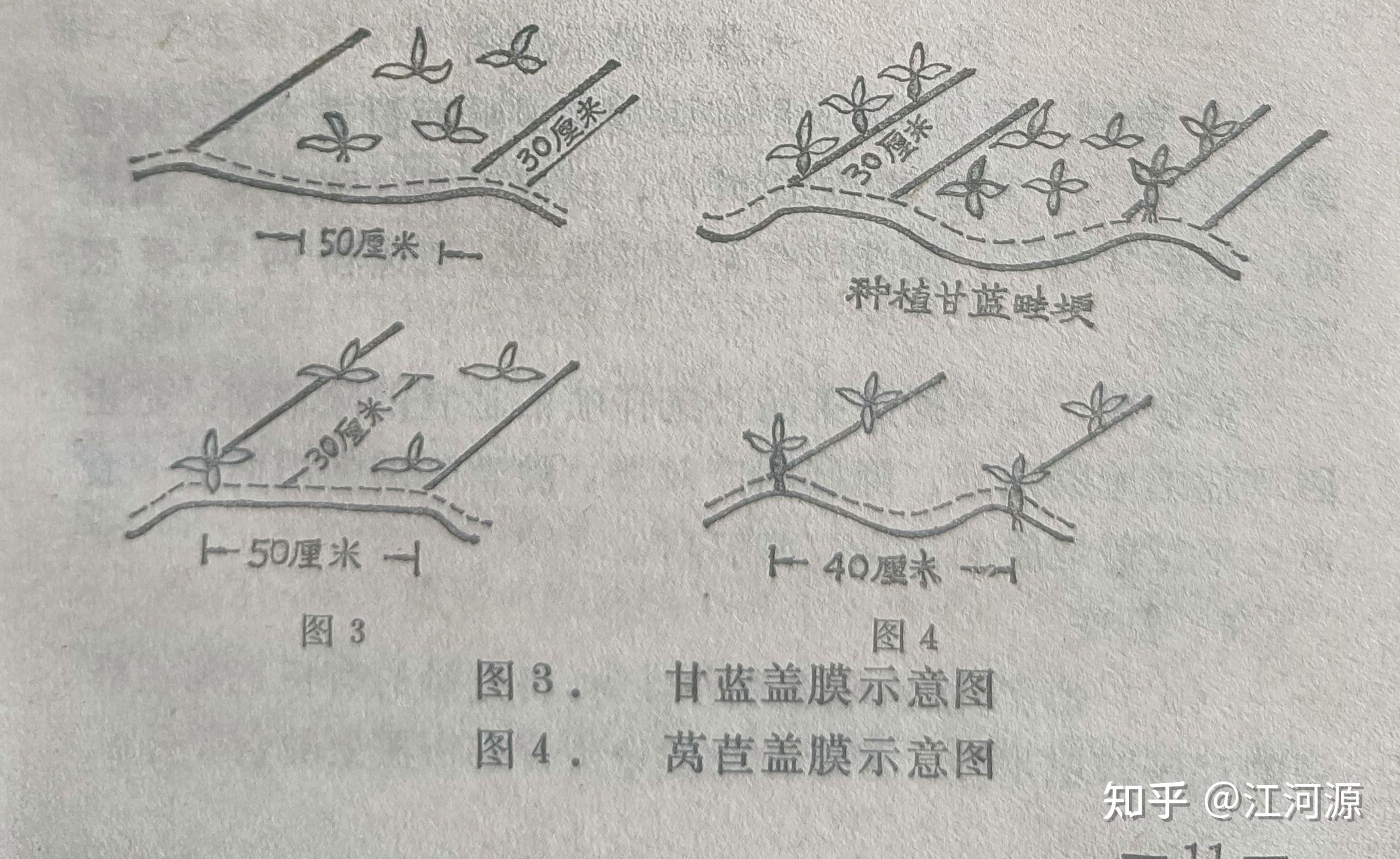 蔬菜地膜栽培技术 - 知乎