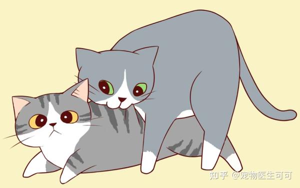 猫咪发情知多少 | 保姆级发情攻略 - 知乎