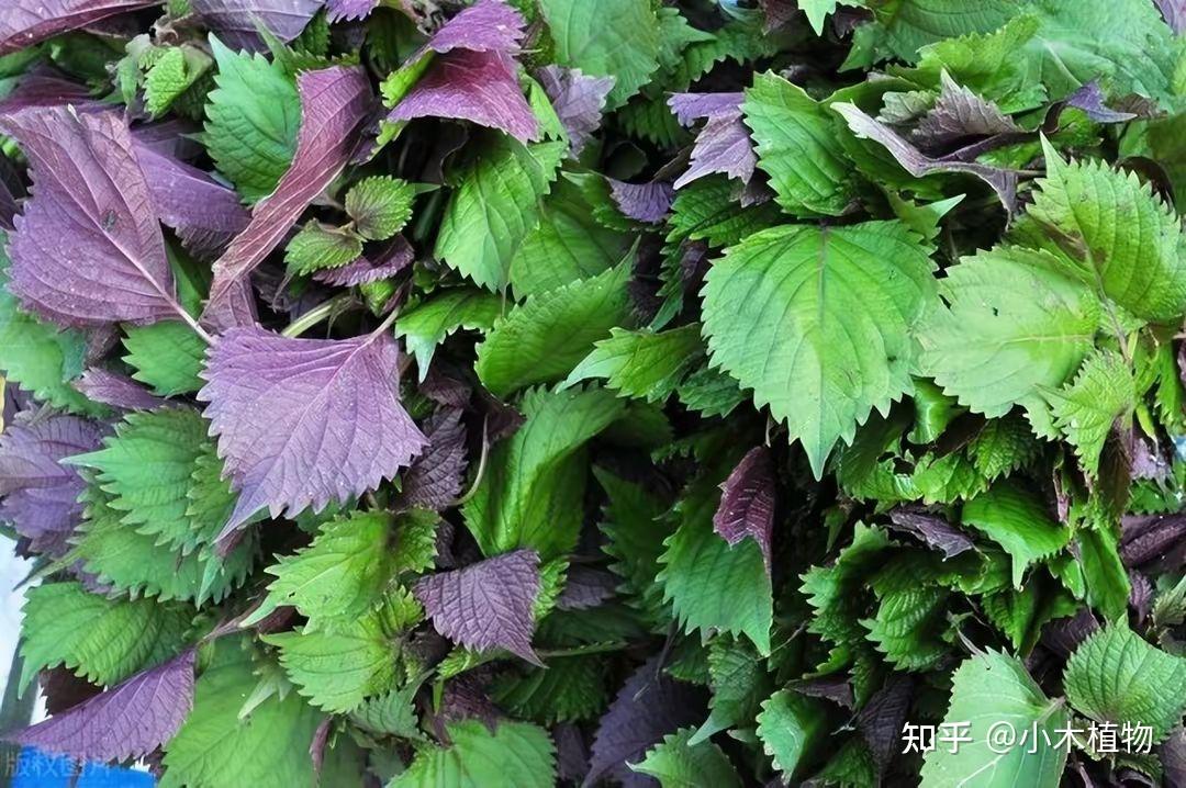 常见香草植物种类介绍 - 知乎