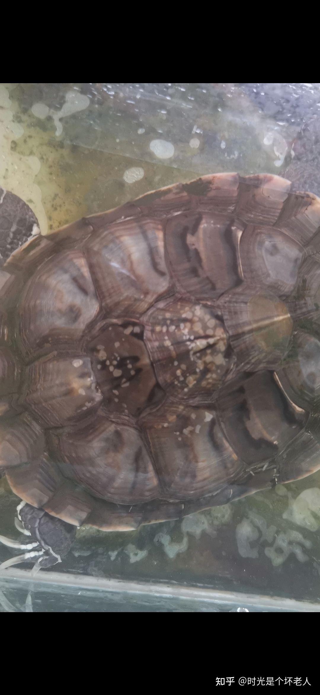 乌龟壳上有白点是怎么了