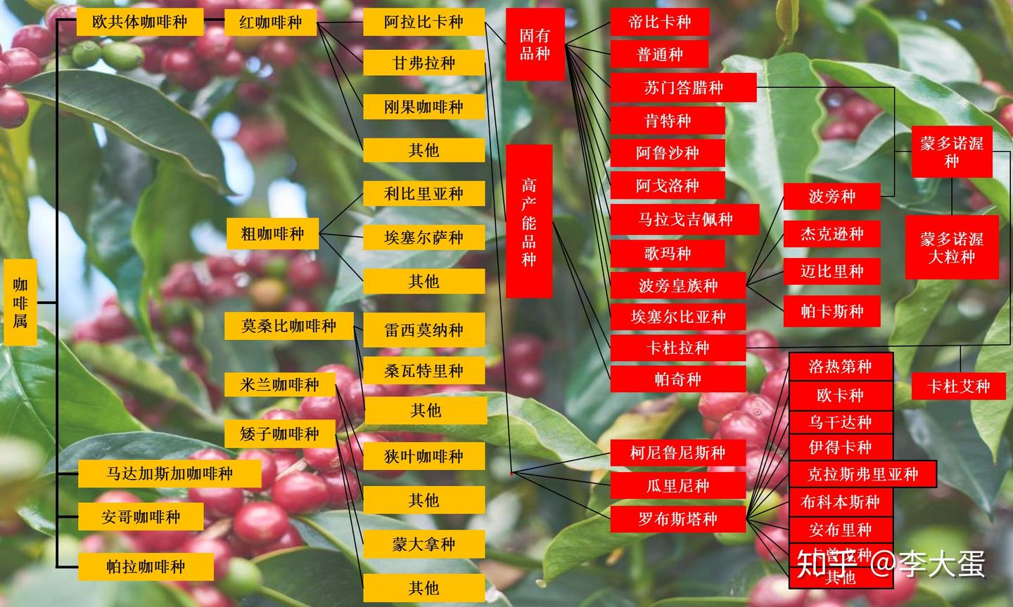 咖啡树品种（一）以豆种作为划分- 知乎