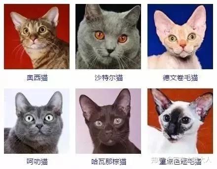 最受欢迎的宠物猫排行榜前十名,有你家的吗