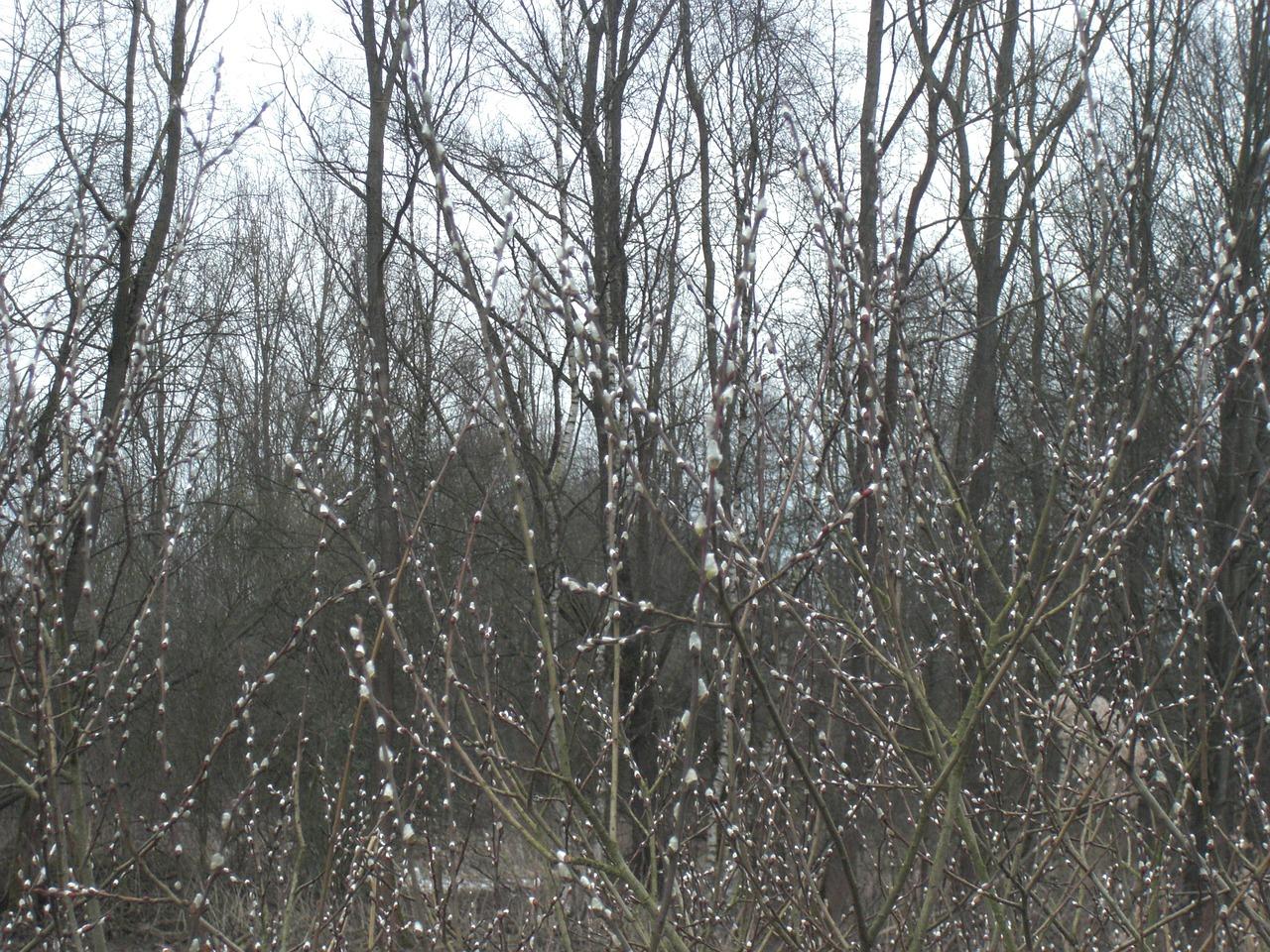 保定绿荫里在哪里