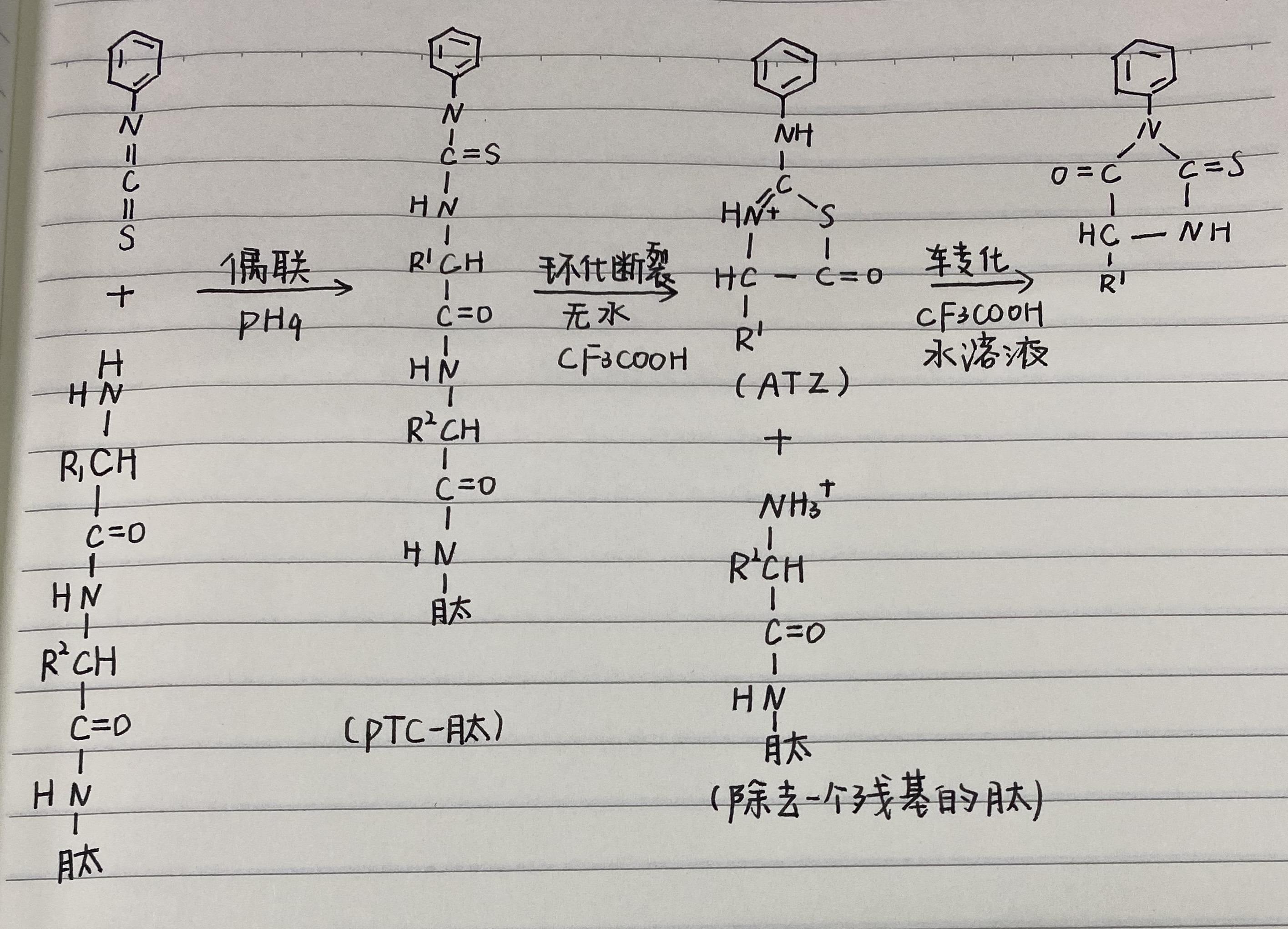 肽键结构式图片