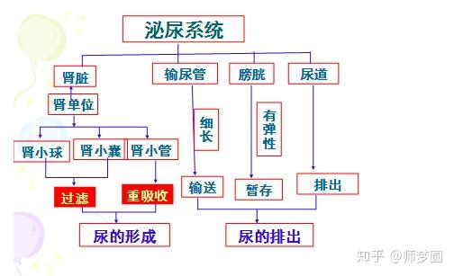 苏教版初中生物七年级下册第二节 人体废物的排出公开课优质课课件