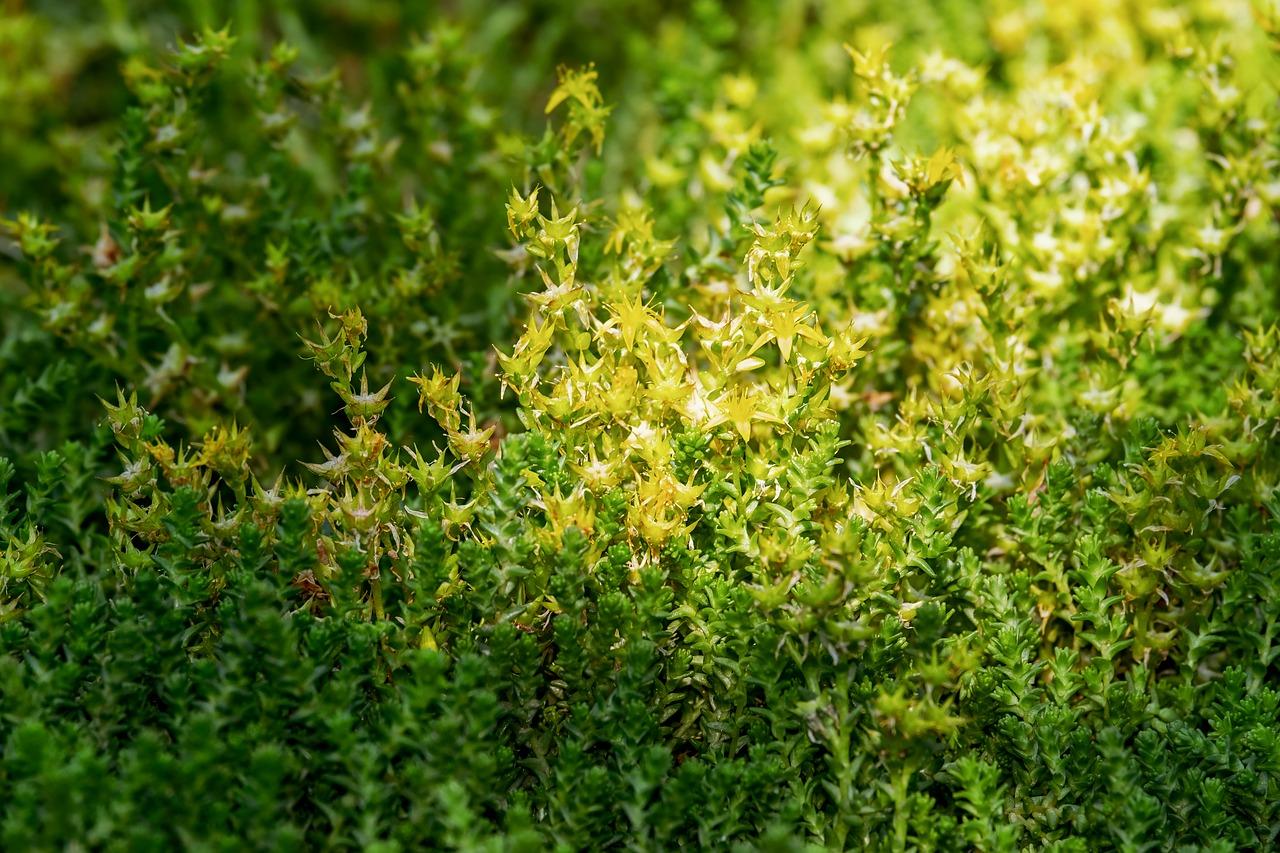 4. 河北森林公顷