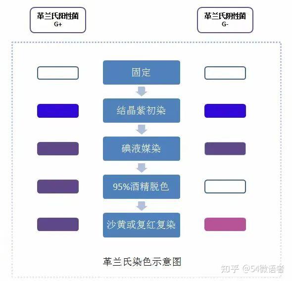 hoechst33342染色步骤图片