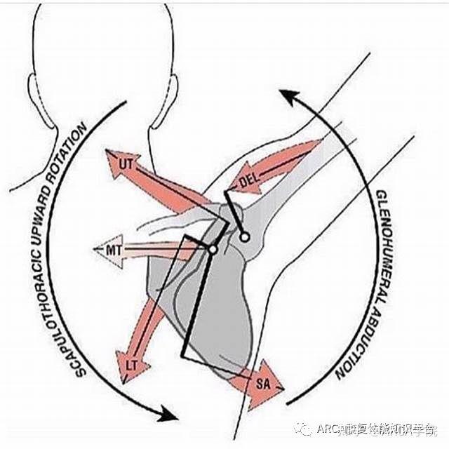 斜方肌有使肩胛骨上回旋的功能,其实这个动作在我们抬手臂的时候都会