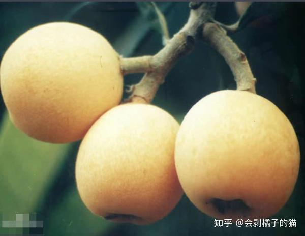 十大枇杷产地,哪里的枇杷最有名?让我们一起来盘点一下: - 知乎