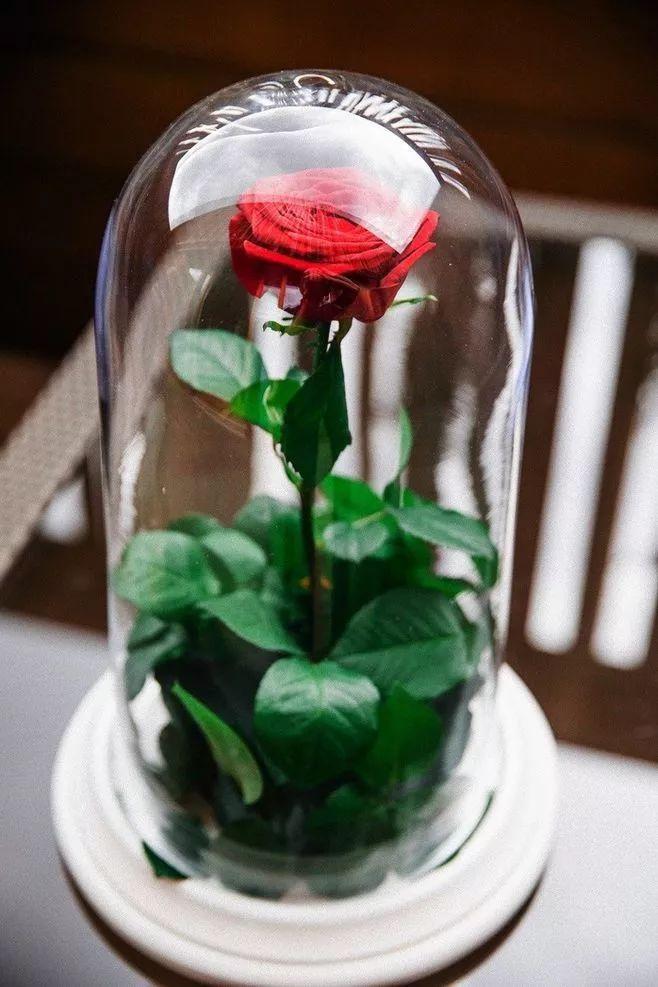 并带着一种西方的"洋气"感,《小王子》里的玻璃罩红玫瑰,《美国丽人》