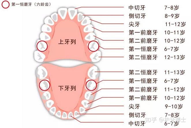 牙齿的区域划分图片