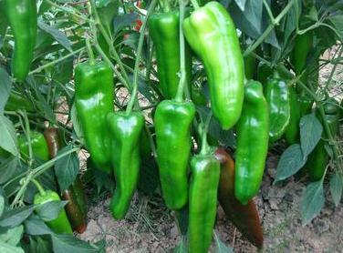 怎么样才能种好辣椒 v2-77a7d22cb7ef955fa081a17999627089_1440w.jpg?source=172ae18b