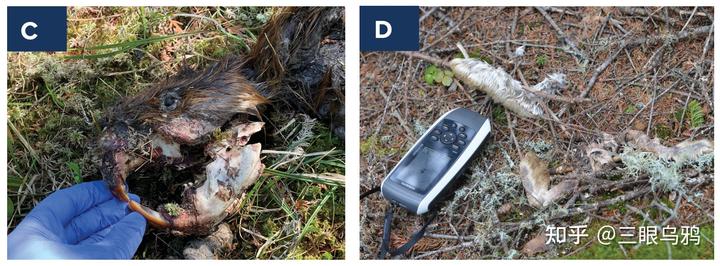 如果将 20 只狼和 500 只鹿放进同一孤岛，最后谁能活下来？