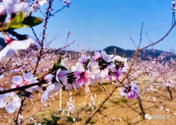 水川 重坪丨夭夭桃醉 十里芳华 知乎