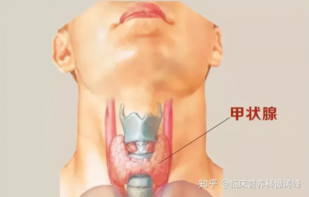 甲状腺和喉咙位置图片图片