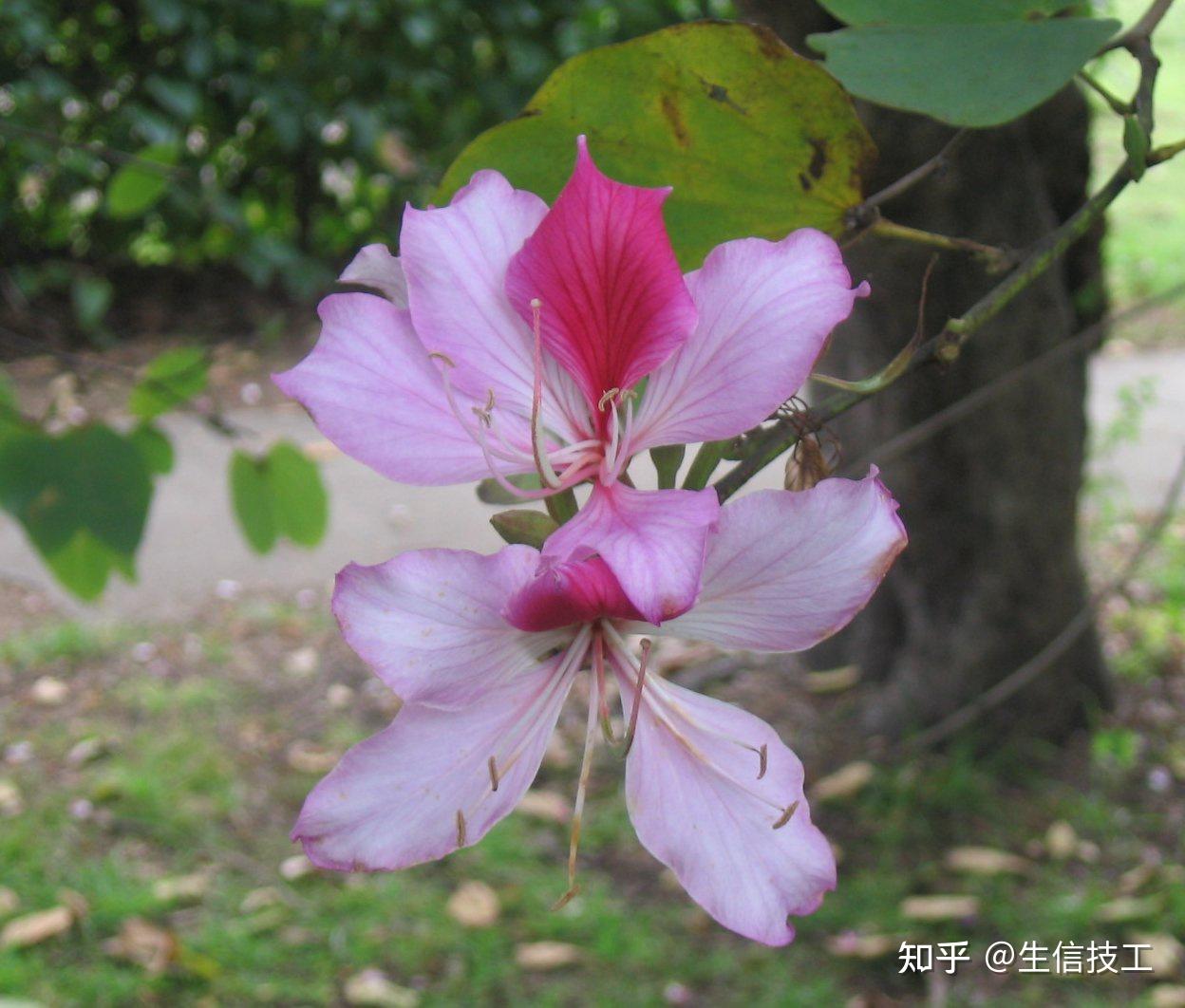 如果看到全樹的粉花,幾乎沒有葉子,花瓣有點寬,那就是洋紫荊(b.