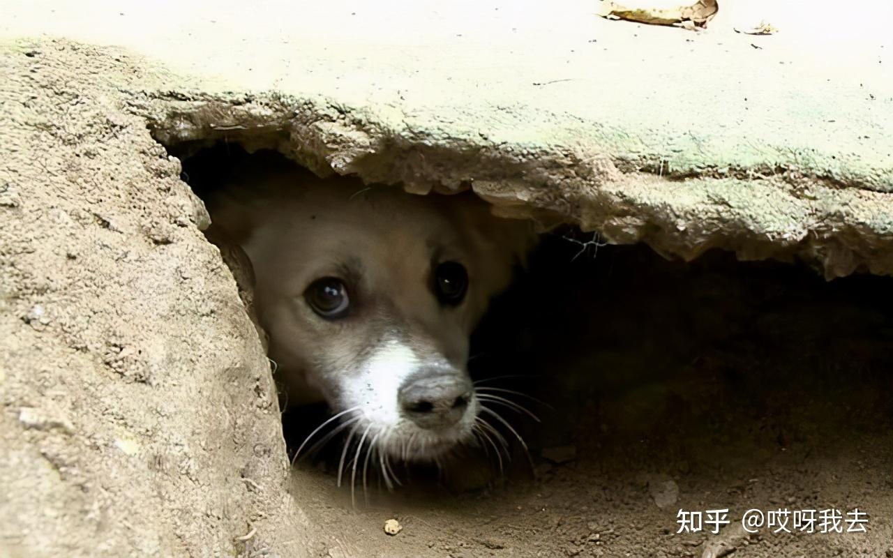 狗狗临终前为何离开家躲起来看完被感动到了