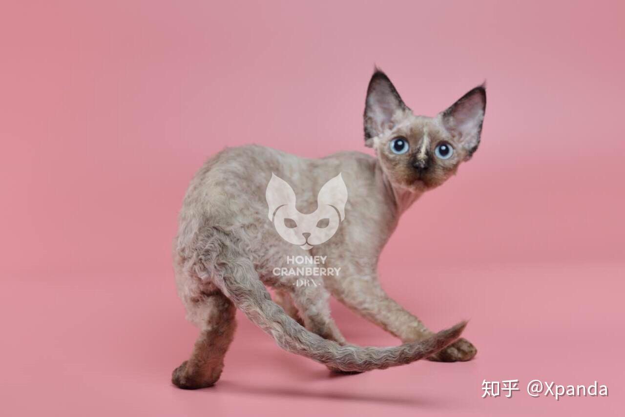 德文卷毛猫重点色是怎么样的