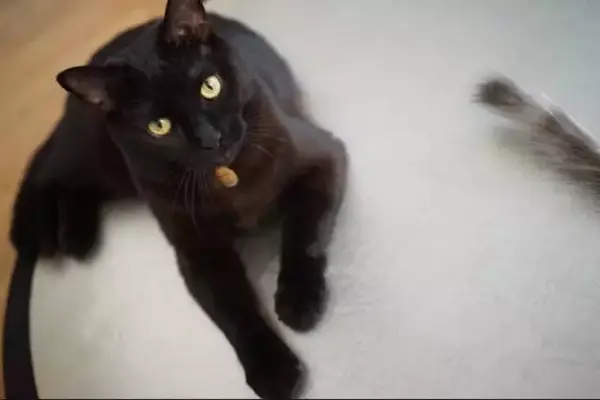 他爱上了一只猫 然后得了国际大奖 知乎