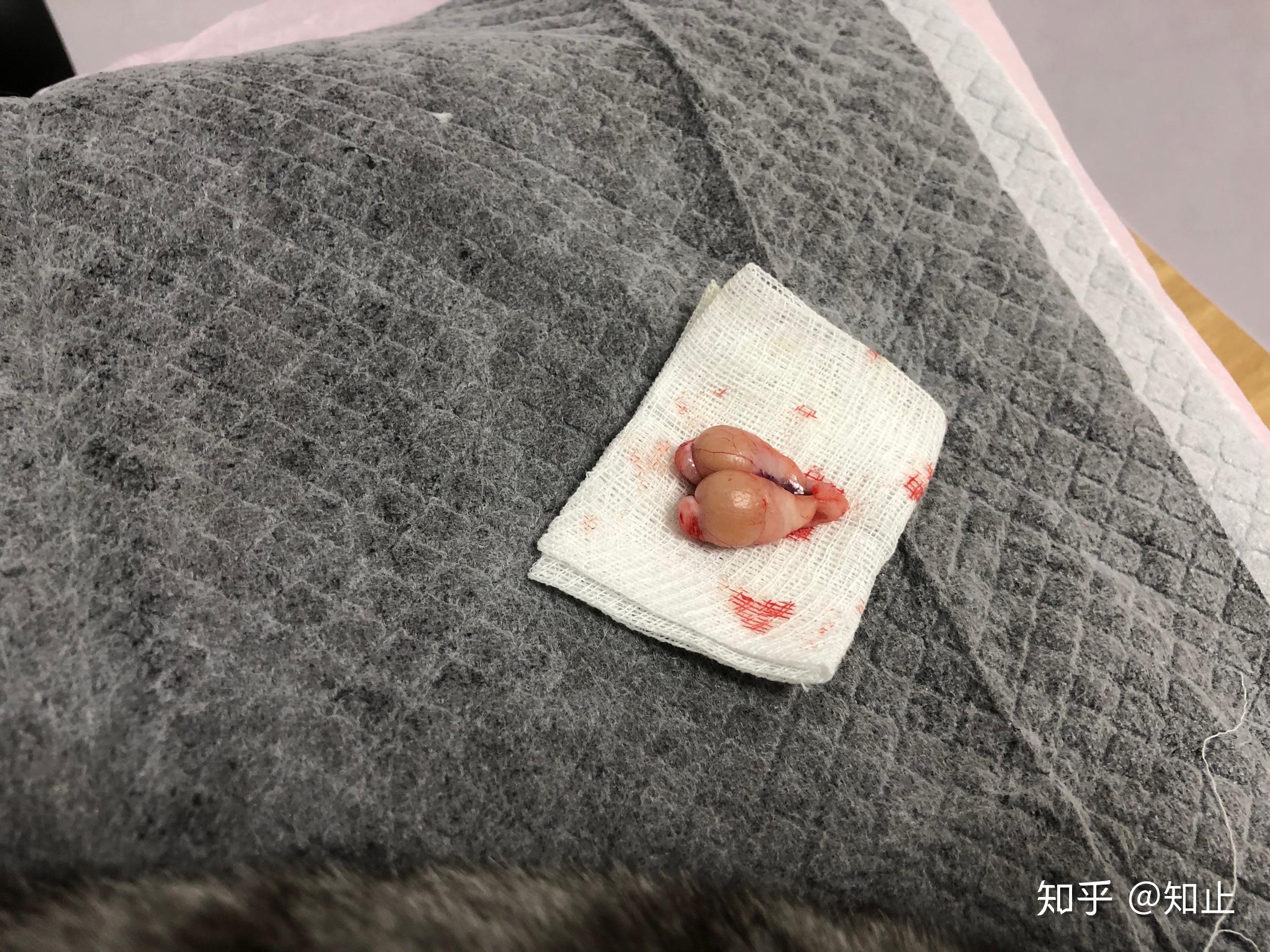 公猫绝育花了两千多是不是被坑了