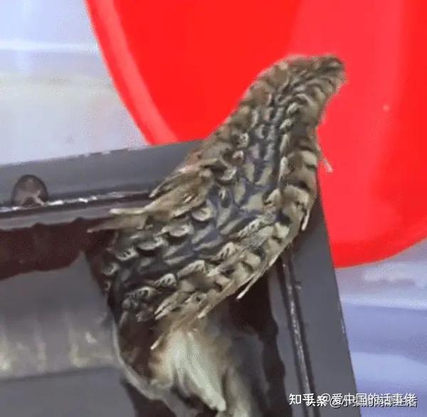 亚马逊注册vine计划没人领是什么原因  知乎
