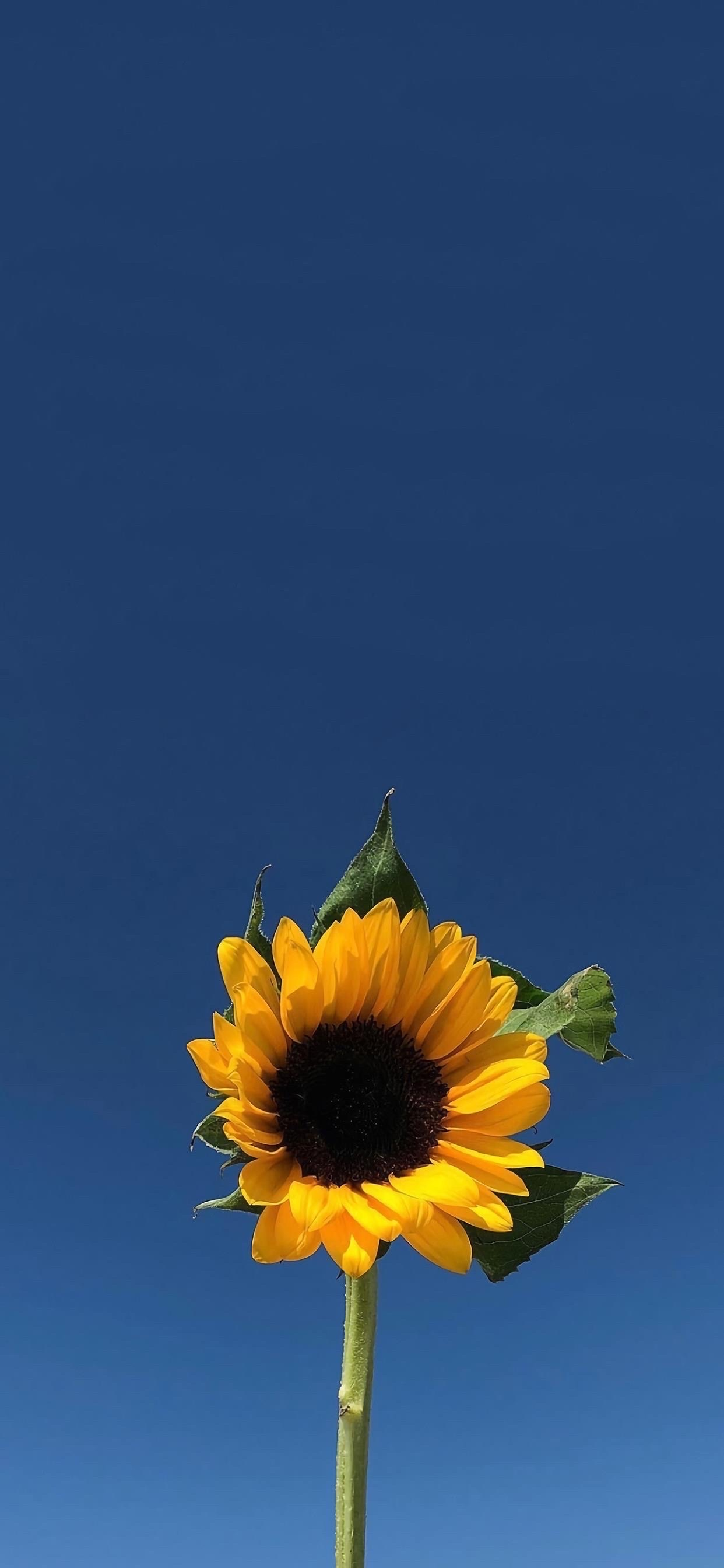 有没有都是向日葵的壁纸呢,让人看了心情超好的? - 知乎