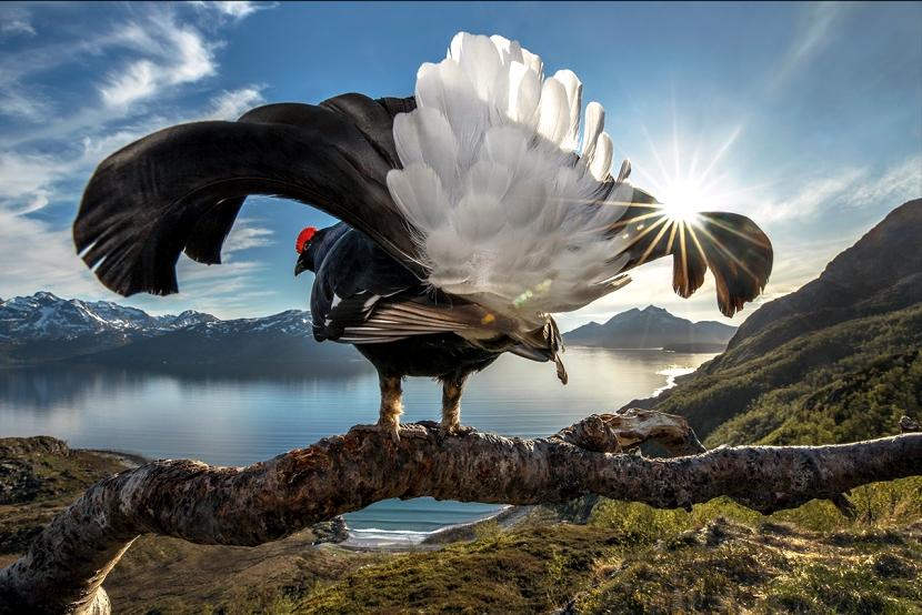 Bigpicture 自然世界摄影比赛19 冠军作品赏 完整版 知乎