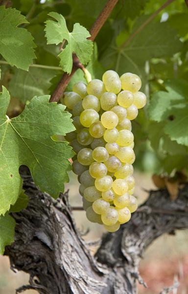 罗纳河谷最重要的白葡萄品种