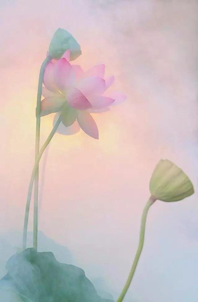 中游"的意境迎风而来的是淡淡的荷花香end二维码扫描在摄影的海洋相遇