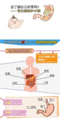 腑肠准确位置图图片